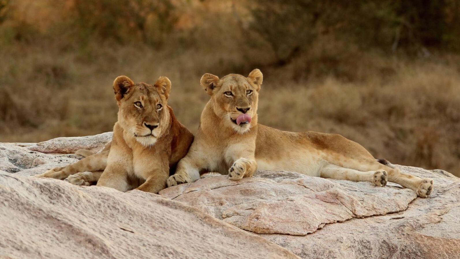Leopard Hills Private Game Reserve سابس ساند جيم ريسير المظهر الخارجي الصورة