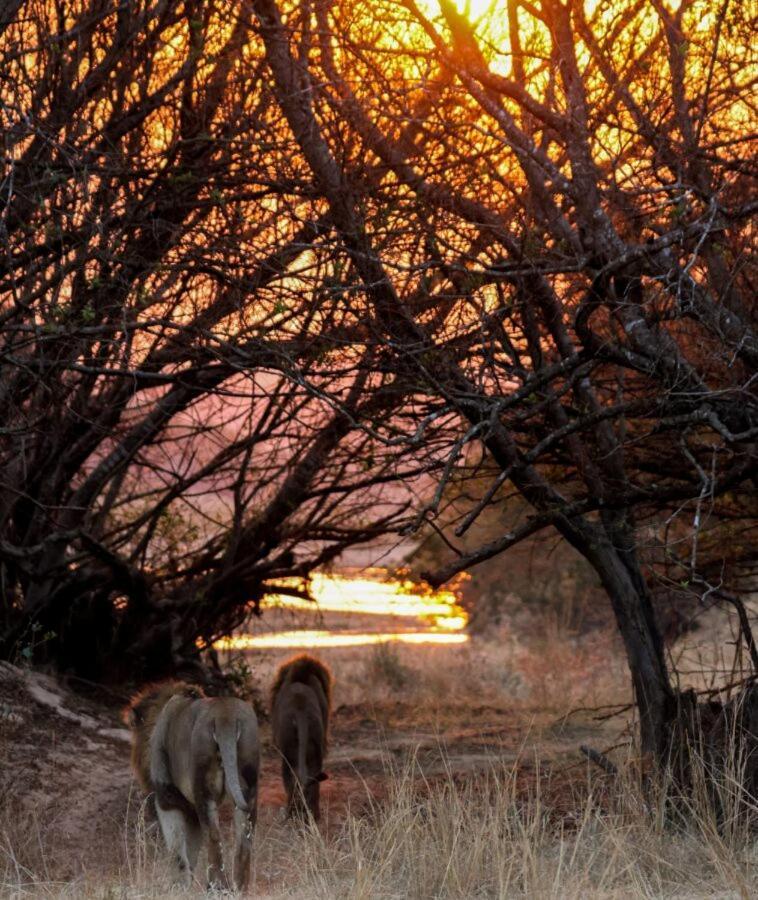 Leopard Hills Private Game Reserve سابس ساند جيم ريسير المظهر الخارجي الصورة