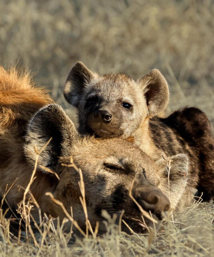 Leopard Hills Private Game Reserve سابس ساند جيم ريسير المظهر الخارجي الصورة