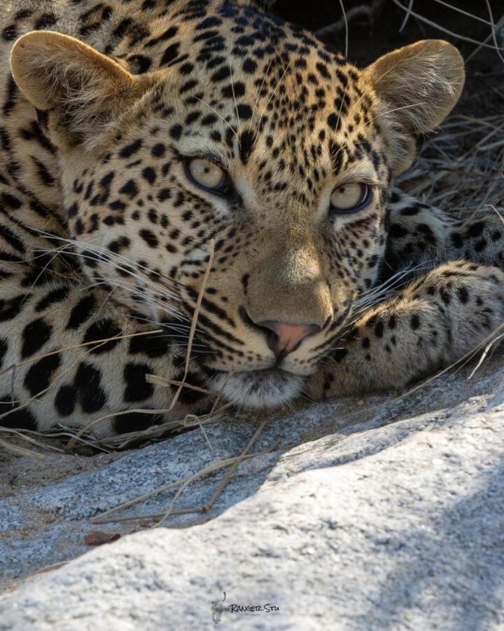 Leopard Hills Private Game Reserve سابس ساند جيم ريسير المظهر الخارجي الصورة