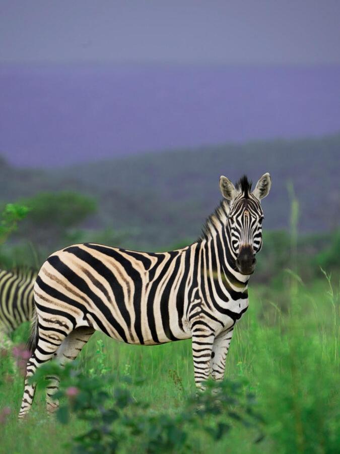 Leopard Hills Private Game Reserve سابس ساند جيم ريسير المظهر الخارجي الصورة