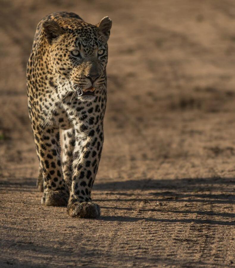 Leopard Hills Private Game Reserve سابس ساند جيم ريسير المظهر الخارجي الصورة