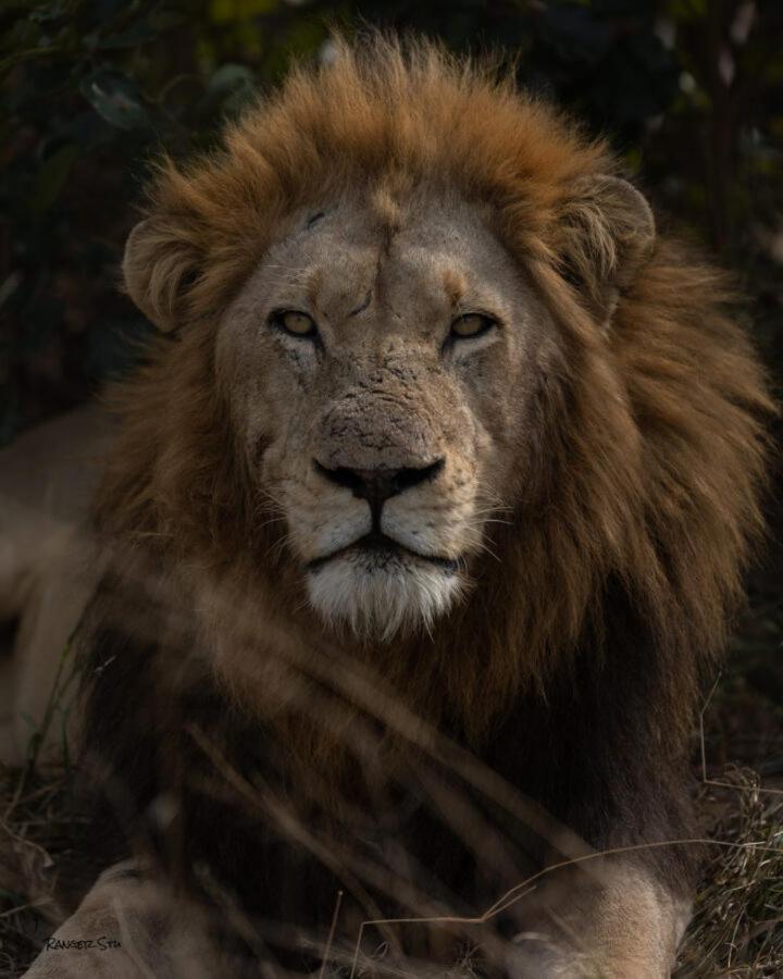 Leopard Hills Private Game Reserve سابس ساند جيم ريسير المظهر الخارجي الصورة